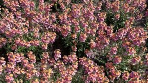 Allan Armitage’s Favorites From a Plantapalooza on Display at Cultivate’24