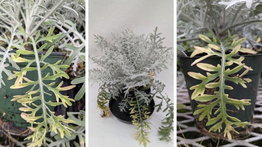 Diagnosing the Cause of Interveinal Chlorosis in Dusty Miller Plants