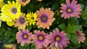 Welby Gardens to Close in July 2025