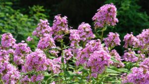 Breeders Introducing More Disease-Resistant Varieties