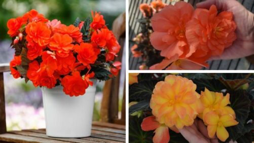 Plantpeddler Announces New iCandy Begonia Series