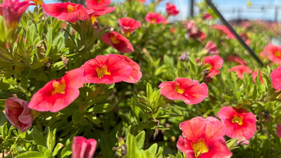 英国製 Arbert...Rosalie 可憐な花びらオーバルプラター Early Rains Lead to Late-Season Beauty at Raker-Roberta's Trials
