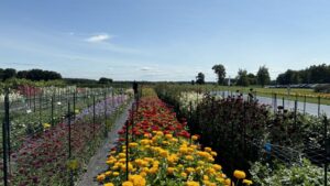 5 Reasons to Attend the International Plant Trialing Conference