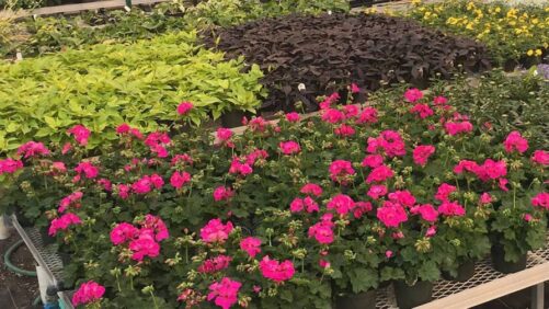 3 Floriculture Trends to Watch from the USDA AgCensus