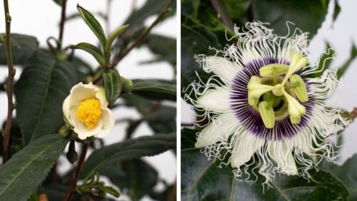 Bushel and Berry Adds New Non-Berry Varieties to Its Collection