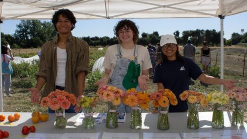 New Zinnia Varieties Debut from UC Davis Student Project