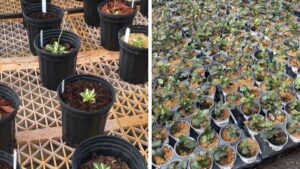 The Role of Organic Mulching in Sustainable Weed Control