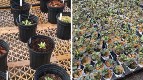 The Role of Organic Mulching in Sustainable Weed Control