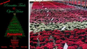 Explore More Than 200 Varieties at the 2024 Poinsettia Trial and Open House