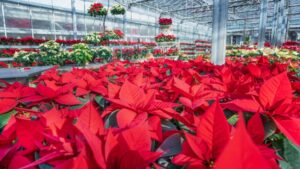 How To Prevent Late-Season Poinsettia Problems