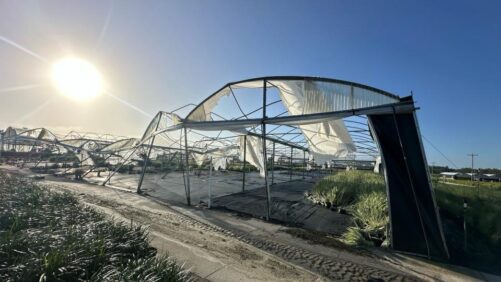 Florida Nursery Growers Take on Big Blow From Hurricane Milton