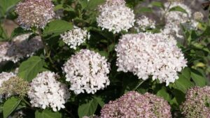 See What’s Trending in Shrub Breeding