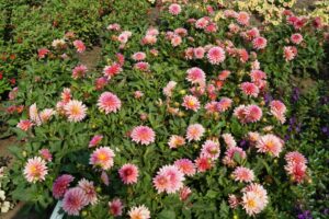 #4: Dahlia 'Virtuoso Pinkerific' (Proven Winners)