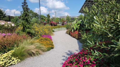See What Stood Out at the Cincinnati Zoo and Botanical Garden 2024 Plant Trials
