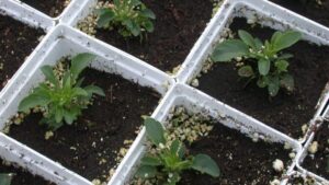 Video(s) of the Week: Common Fertilizer and Growing Media Problems