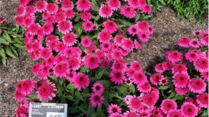 Metrolina Greenhouses 2024 Trials: Normal Climate, New Comparisons, and Some Surprises