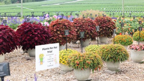 2024 Trials at Mast Young Plants Bring New Plants and New Approaches