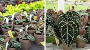 Leafjoy Welcomes New Arrivals to Its Houseplant Collection