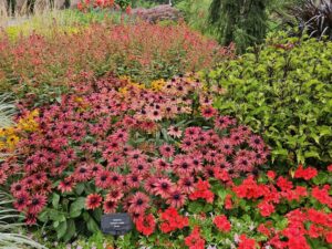 Rudbeckia Sunbeckia Graffiti Caramel & Scarlet Cincinnati Zoo and Botanical Gardens 2024