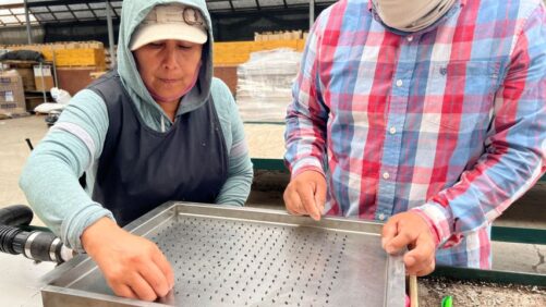 Little Prince of Oregon Nursery Is Innovative With Its Plants and Its Team (Photo Gallery)