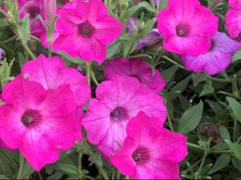 Petunia 'Supertunia Tiara Pink' Proven Winners