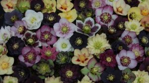 Highlights From Greenhouse Grower’s October 2024 Issue