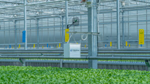 TrueHarvest Farms: A Hydroponic Success Story Powered by IIVO
