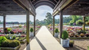 Varieties That Inspired at Young’s Plant Farm’s 2024 Trials