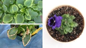 How to Handle Pansy Production Concerns in the Fall