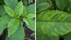 Best Practices for Pokeweed Disease Management in the Winter Months