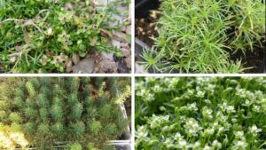 How to Identify and Control Birdeye Pearlwort in Greenhouse Containers
