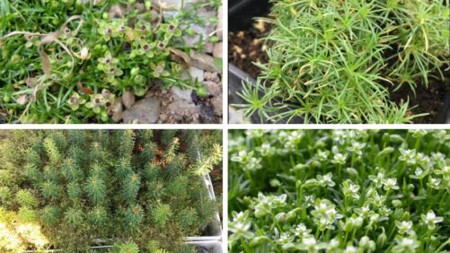 How to Identify and Control Birdeye Pearlwort in Greenhouse Containers