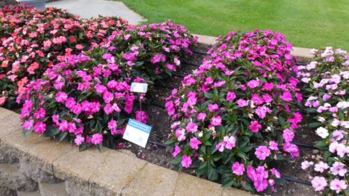 Annuals Trials at North Dakota State University Yield a Few Standouts