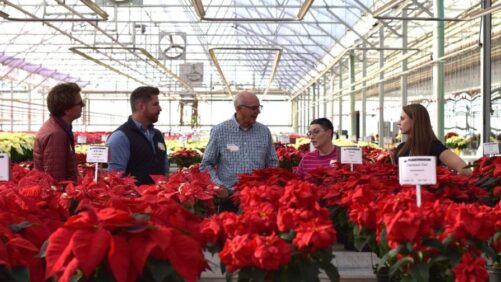 Make Plans for the 2024 Plantpeddler Poinsettia Trial and Variety Day