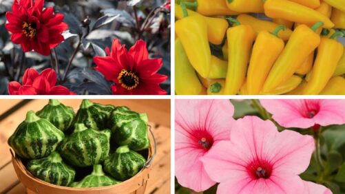 10 New All-America Selections Winners Announced for 2025