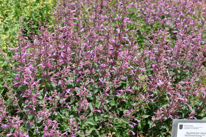 Agastache 'Summerlong Lilac' (Darwin Perennials)