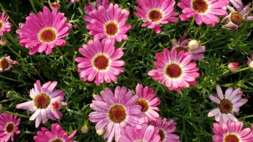 New Varieties Excel at Michigan State Trials Despite Inconsistent Weather