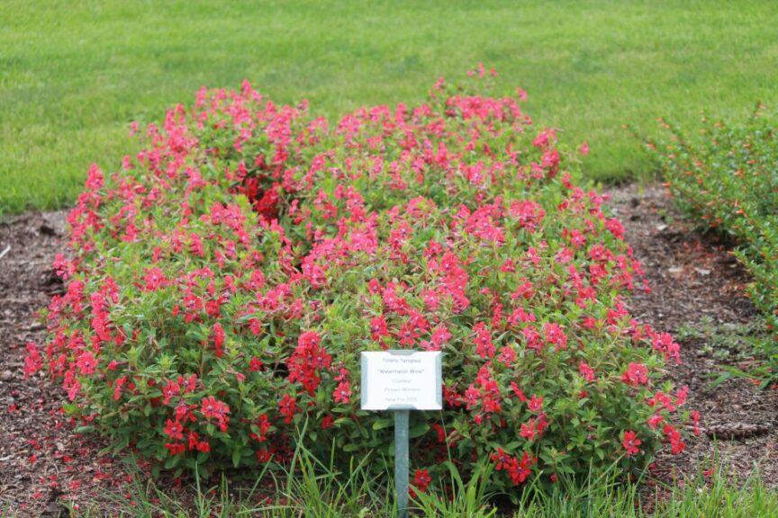 Cuphea 'Totally Tempted Watermelon Wine' (Proven Winners)