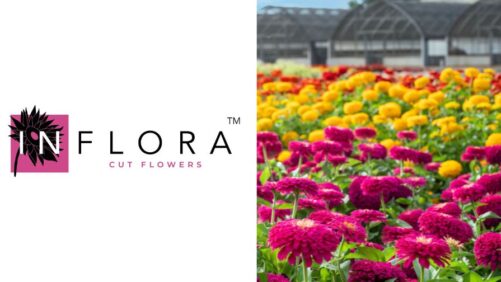 Introducing the First Print and Digital Catalog from InFlora Cut Flowers