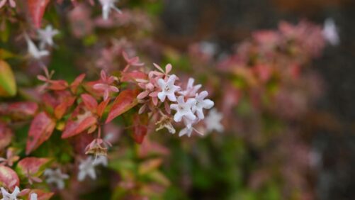 The Unexpected Plant Overachievers of This Fall