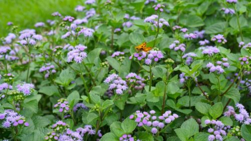 Plant Favorites Emerge at Louisiana State Trials Despite Tough Conditions