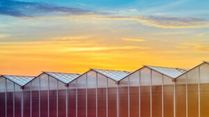 Daylight Savings Time: How Growers Can Adapt to New Daylight Hours