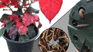 How to Manage Slug Infestations in Poinsettia Production