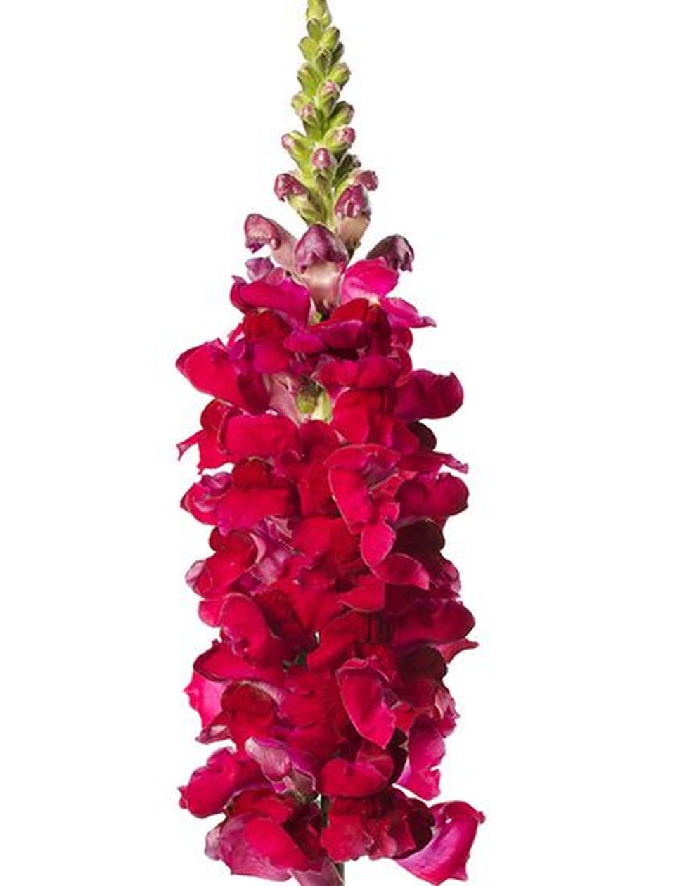 Introducing the First Print and Digital Catalog from InFlora Cut Flowers
