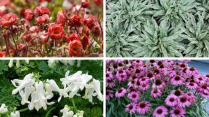 Terra Nova Wins Big at Three National Trial Gardens