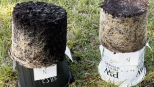 How Managing Substrate Temperature Improves Crop Productivity