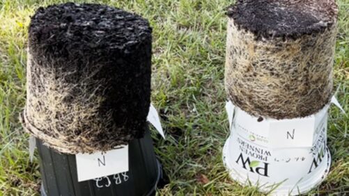 How Managing Substrate Temperature Improves Crop Productivity