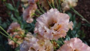 Standout Performers From the Dallas Arboretum 2024 Field Trials