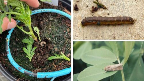 How to Protect Marigolds from Fall Armyworms