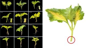 How Sugar Translocators Influence the Growth of Coleus Cuttings